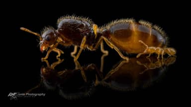 Solenopsis fugax — queen photo 4