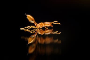 Solenopsis fugax photo 49