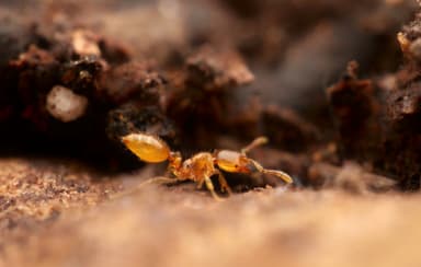 Solenopsis fugax photo 15