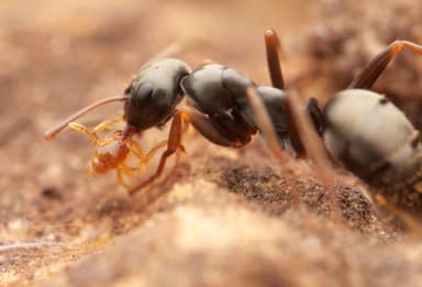 Solenopsis fugax photo 18