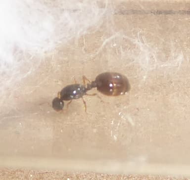 Solenopsis fugax photo 43