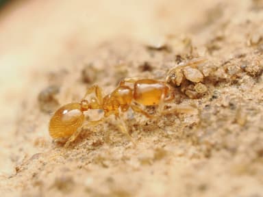 Solenopsis fugax photo 47