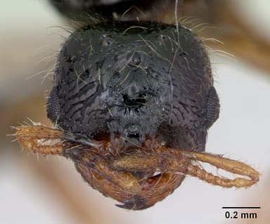 Solenopsis fugax — queen photo 12