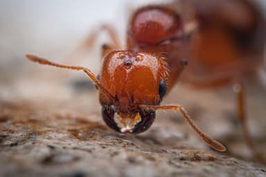 Solenopsis geminata photo 25