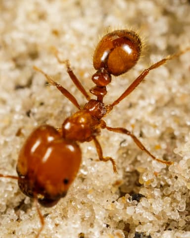 Solenopsis geminata photo 27
