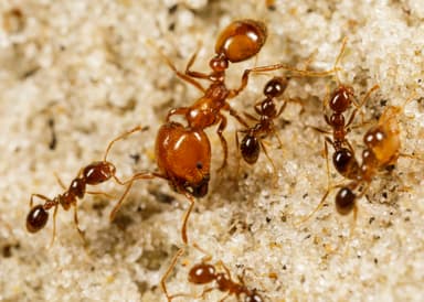 Solenopsis geminata photo 28