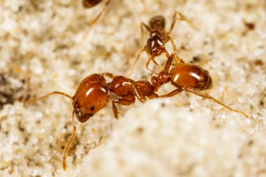 Solenopsis geminata photo 29