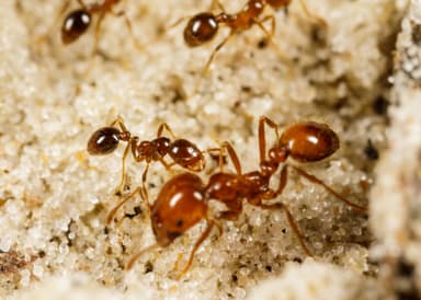 Solenopsis geminata photo 30