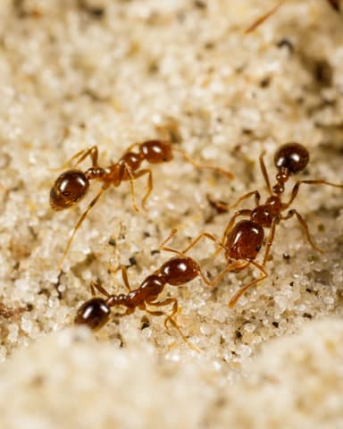 Solenopsis geminata photo 32