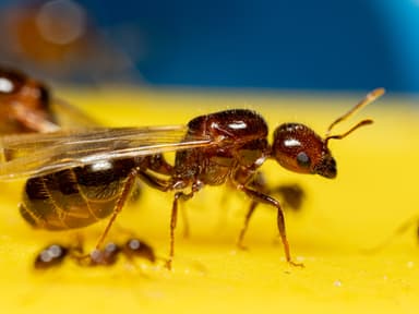 Solenopsis geminata photo 35