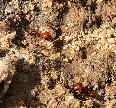 Solenopsis geminata photo 71