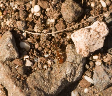 Solenopsis geminata photo 134