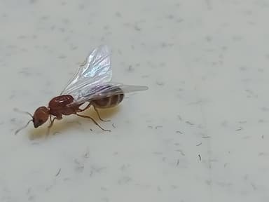 Solenopsis geminata photo 193