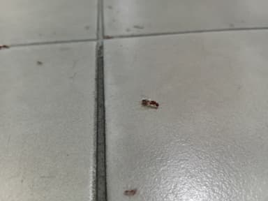 Solenopsis geminata photo 220