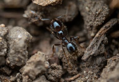 Solenopsis geminata photo 242