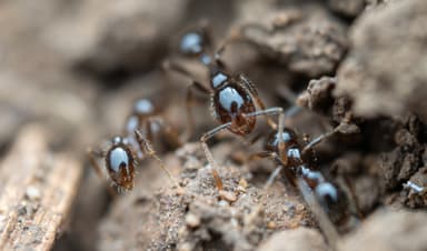 Solenopsis geminata photo 243