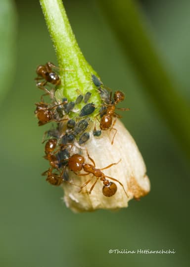 Solenopsis geminata photo 246
