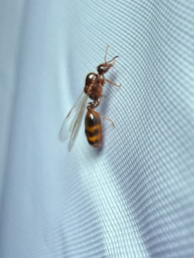 Solenopsis geminata photo 1