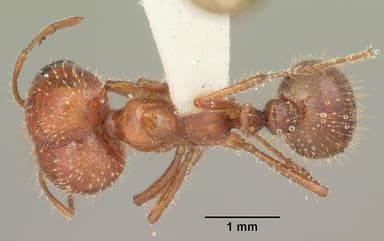 Solenopsis geminata — queen photo 3
