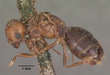 Solenopsis geminata — queen photo 4