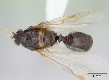Solenopsis geminata — queen photo 5