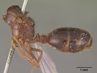 Solenopsis geminata — queen photo 9