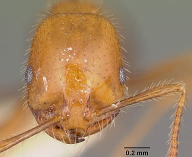 Solenopsis geminata — queen photo 12
