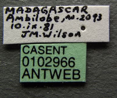 Solenopsis geminata photo 13