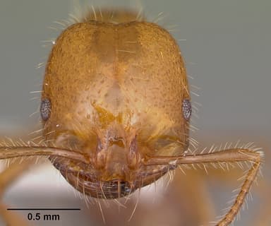 Solenopsis geminata — queen photo 14