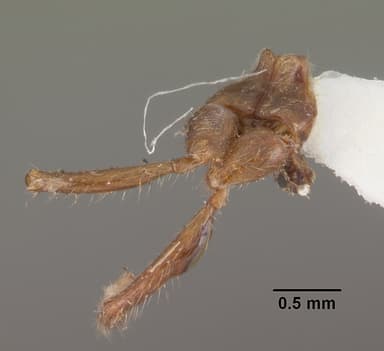 Solenopsis geminata — queen photo 16