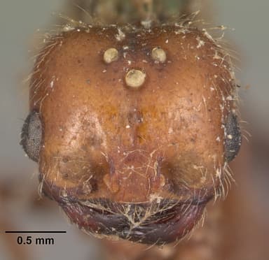 Solenopsis geminata — queen photo 17