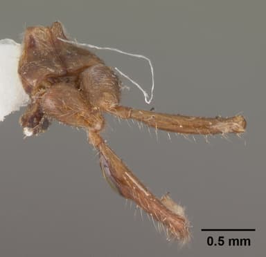 Solenopsis geminata — queen photo 18