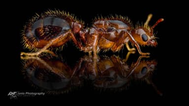 Solenopsis invicta photo 1
