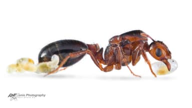 Solenopsis invicta — queen photo 4