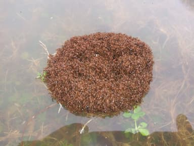 Solenopsis invicta photo 24