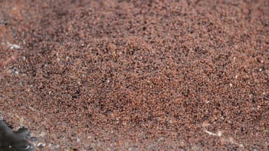 Solenopsis invicta photo 27
