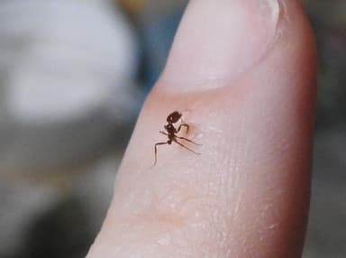 Solenopsis invicta photo 35