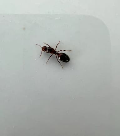 Solenopsis invicta photo 37