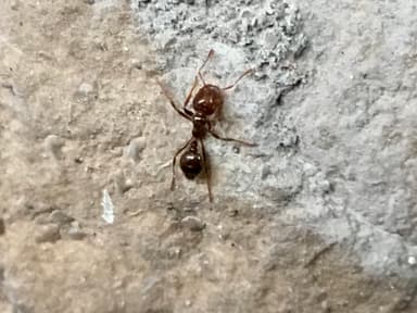 Solenopsis invicta photo 38