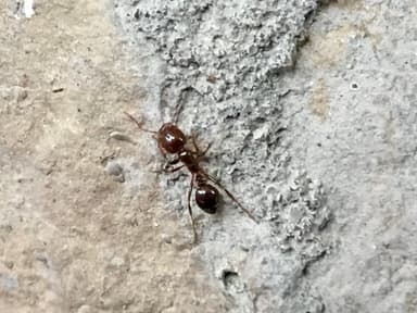 Solenopsis invicta photo 40
