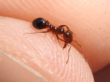 Solenopsis invicta photo 42