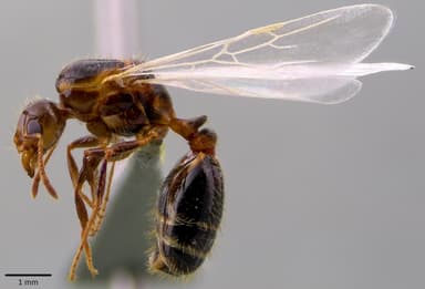 Solenopsis invicta photo 44
