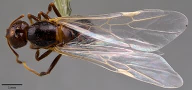 Solenopsis invicta photo 45