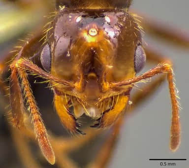 Solenopsis invicta photo 46