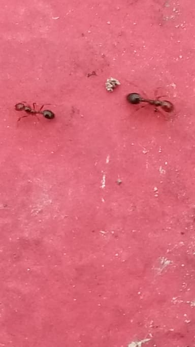 Solenopsis invicta photo 49