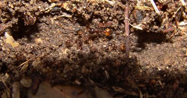 Solenopsis invicta photo 50