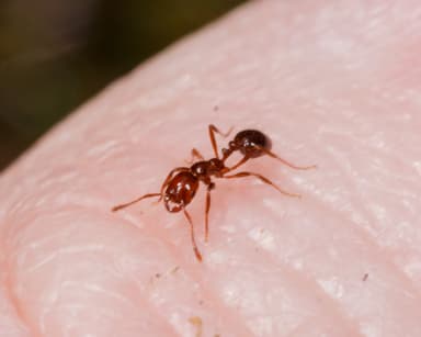 Solenopsis invicta photo 52