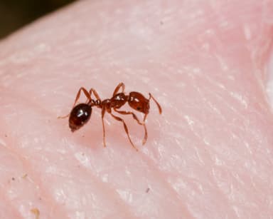 Solenopsis invicta photo 53