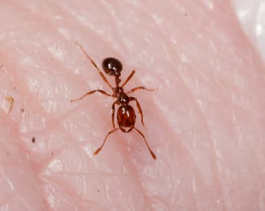 Solenopsis invicta photo 54