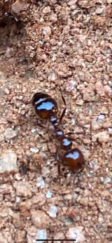 Solenopsis invicta photo 55